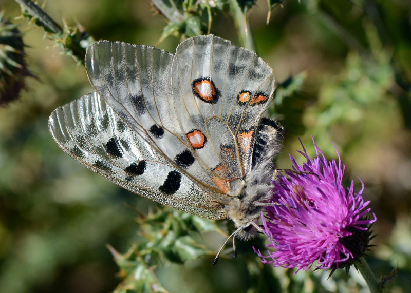 Parnassius apollo